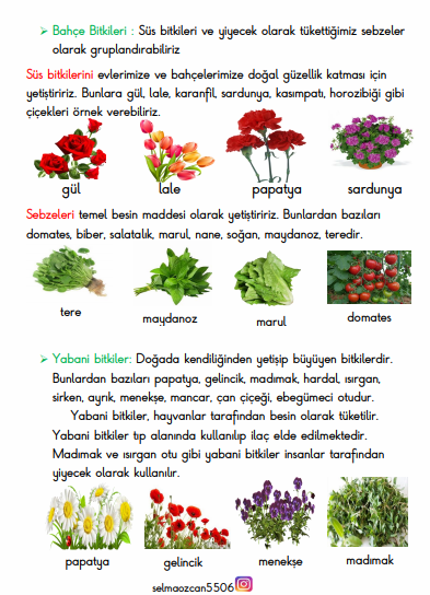 ÇEVREMİZDEKİ BİTKİLER 