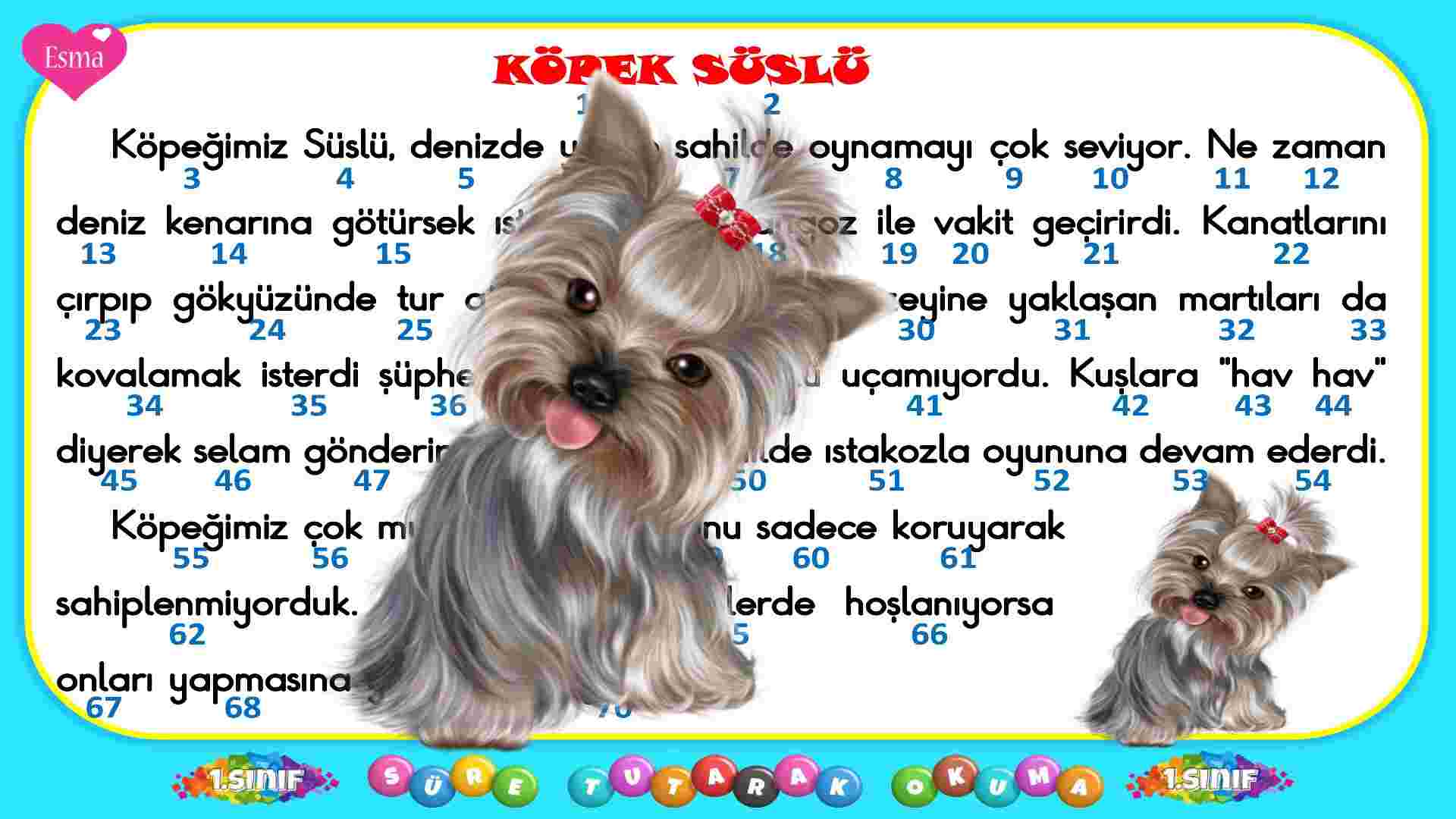 1.Sınıf Dakika Tutarak Okuma-77 / Köpek Süslü Hikayesi / PDF 